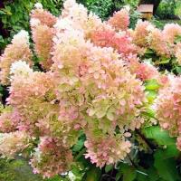 Гортензия метельчатая Диамонтино C3