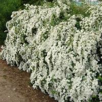 Спирея Вангутта  С3