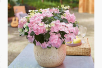 Гортензия дуболистная ампельная French Bolero Pink С3