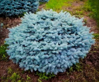 Ель колючая Glauca Globosa h 50-65см D 50-70см С15/с20