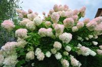 Гортензия метельчатая  Grandiflora С3