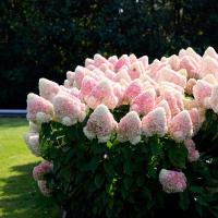 Гортензия метельчатая `Summer Love С3