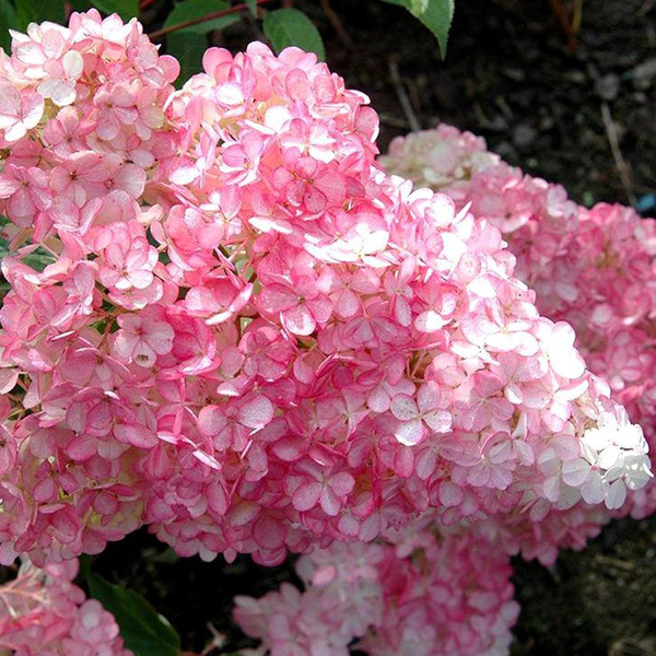 Гортензия метельчатая `Strawberry Blossom с3