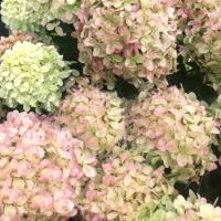 Гортензия метельчатая Little Passion С5