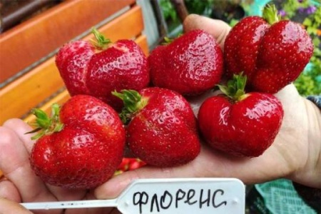 Клубника Флоренс р9