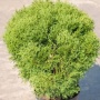 Туя западная Hoseri h 60-80 см d 60-80cм С90