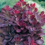 Скумпия кожевенная Royal Purple h 30-40 см ( 2-х летка ) С5