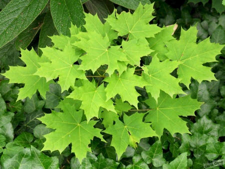 Клен остролистный h 1.2-1.7м С7,5