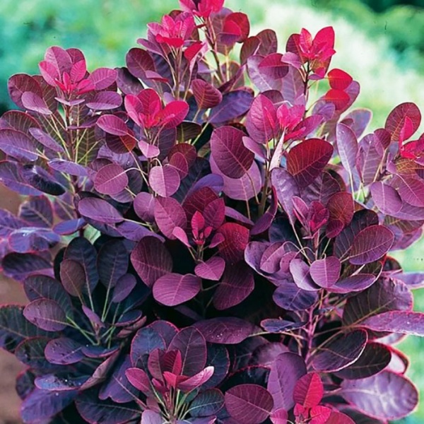 Скумпия кожевенная Royal Purple h 60-80см  С5