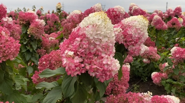 Гортензия метельчатая Strawberry Blossom С5