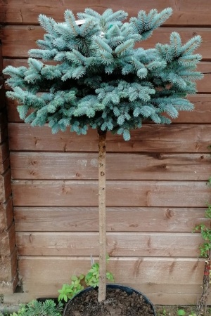 Ель колючая Glauca Globosa РА 10-15 см D 20-25 см С5 (собственное выращивание)