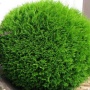 Туя западная Hoseri h 60-80 см d 60-80cм С90