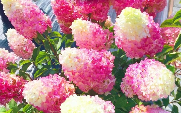 Гортензия метельчатая `Strawberry Blossom с3