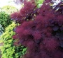 Скумпия кожевенная Royal Purple h 30-40 см ( 2-х летка ) С5